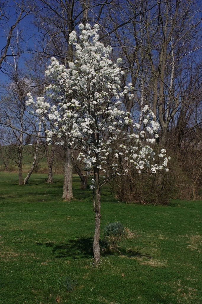 Autumn Blaze Pear Tree