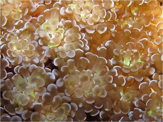 Euphyllia new bubble coral, one of nine new species identified through Conservation International’s Bali Rapid Assessment Program.