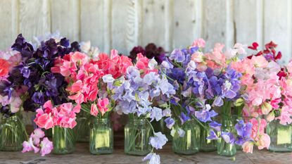 sweet peas