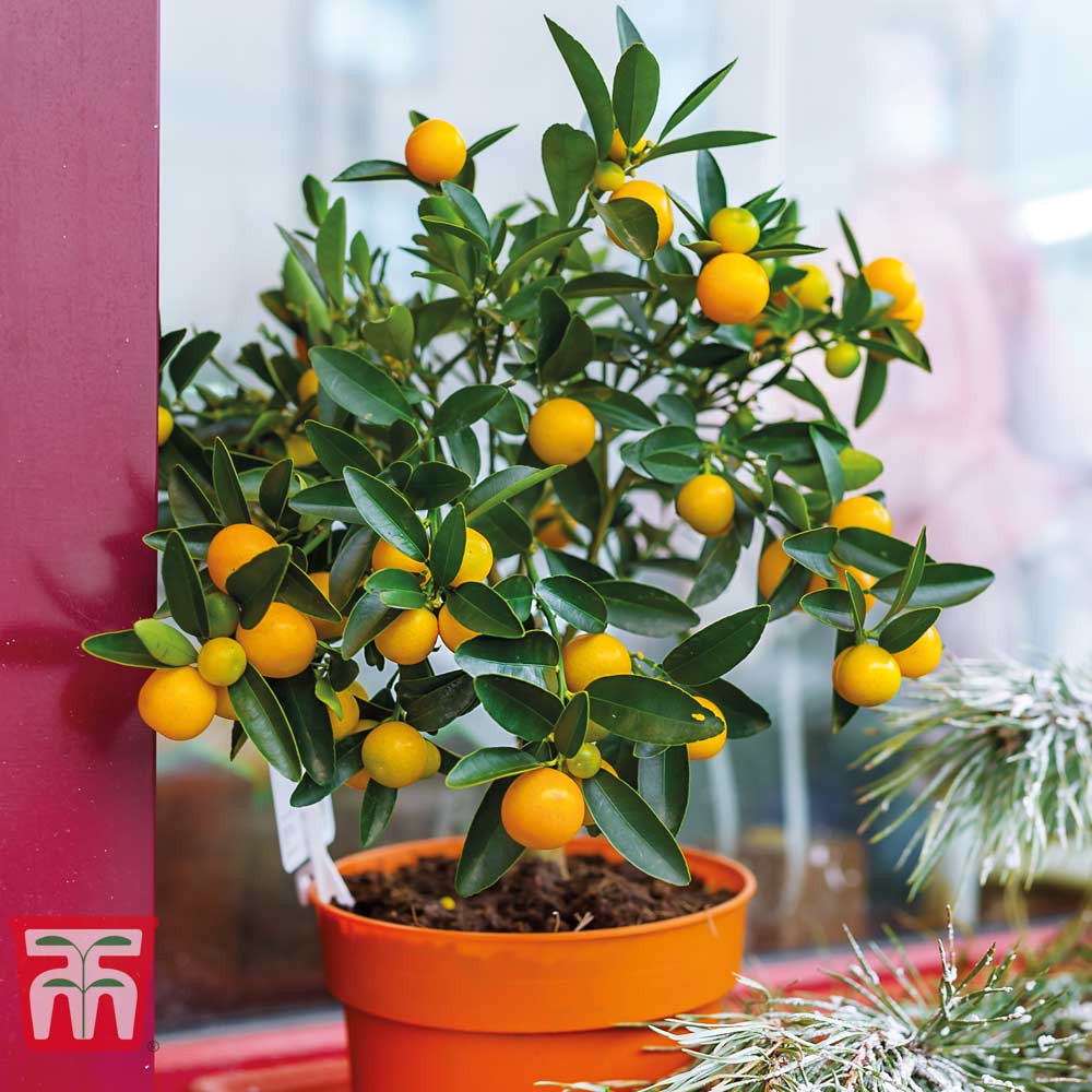 Orange (citrus Fruit)