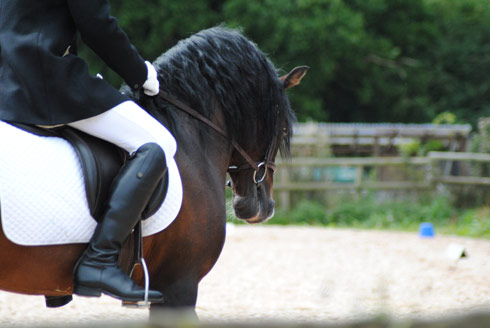 Crossfield Glory doing ridden dressage