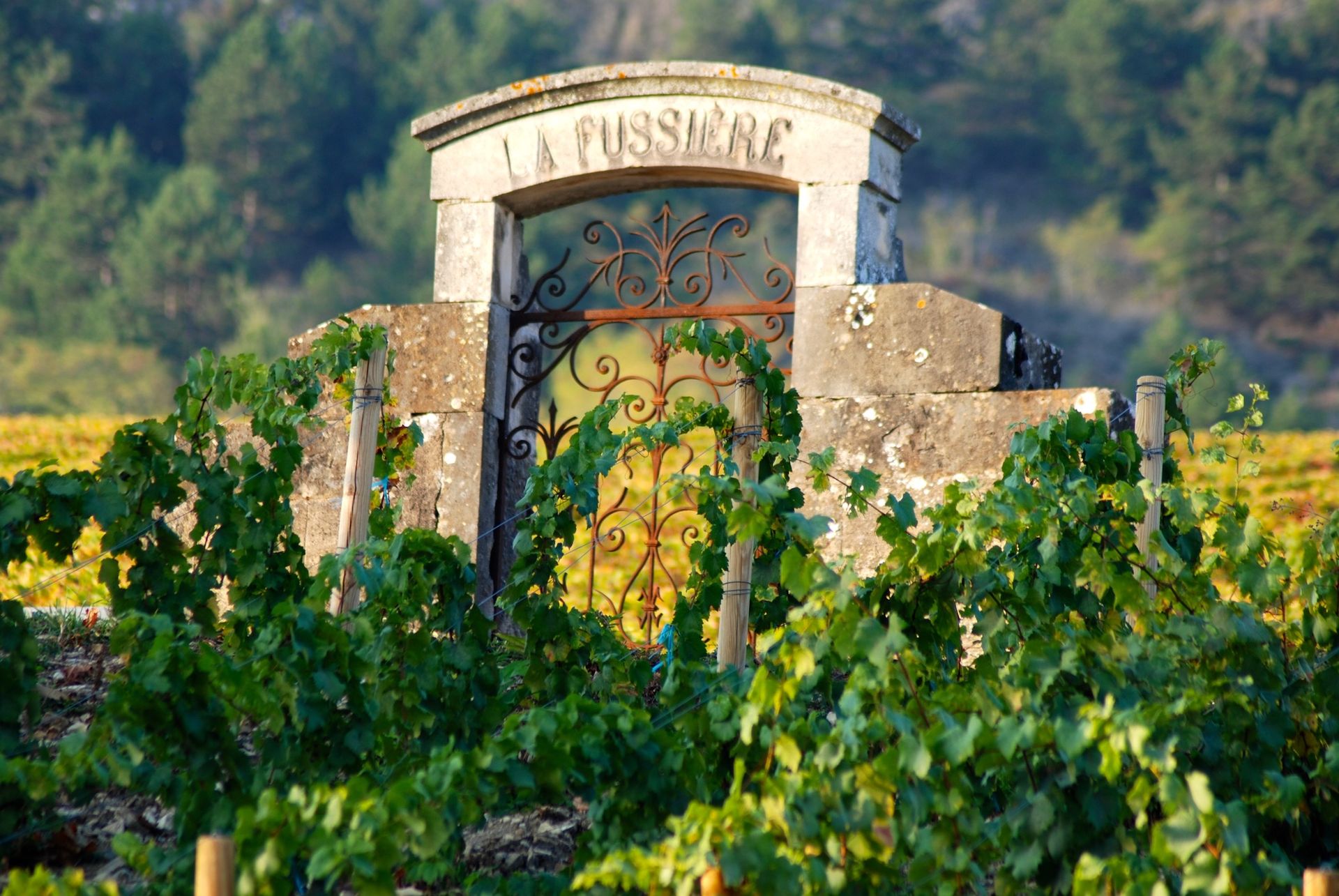 old gate to vineyard in Maranges