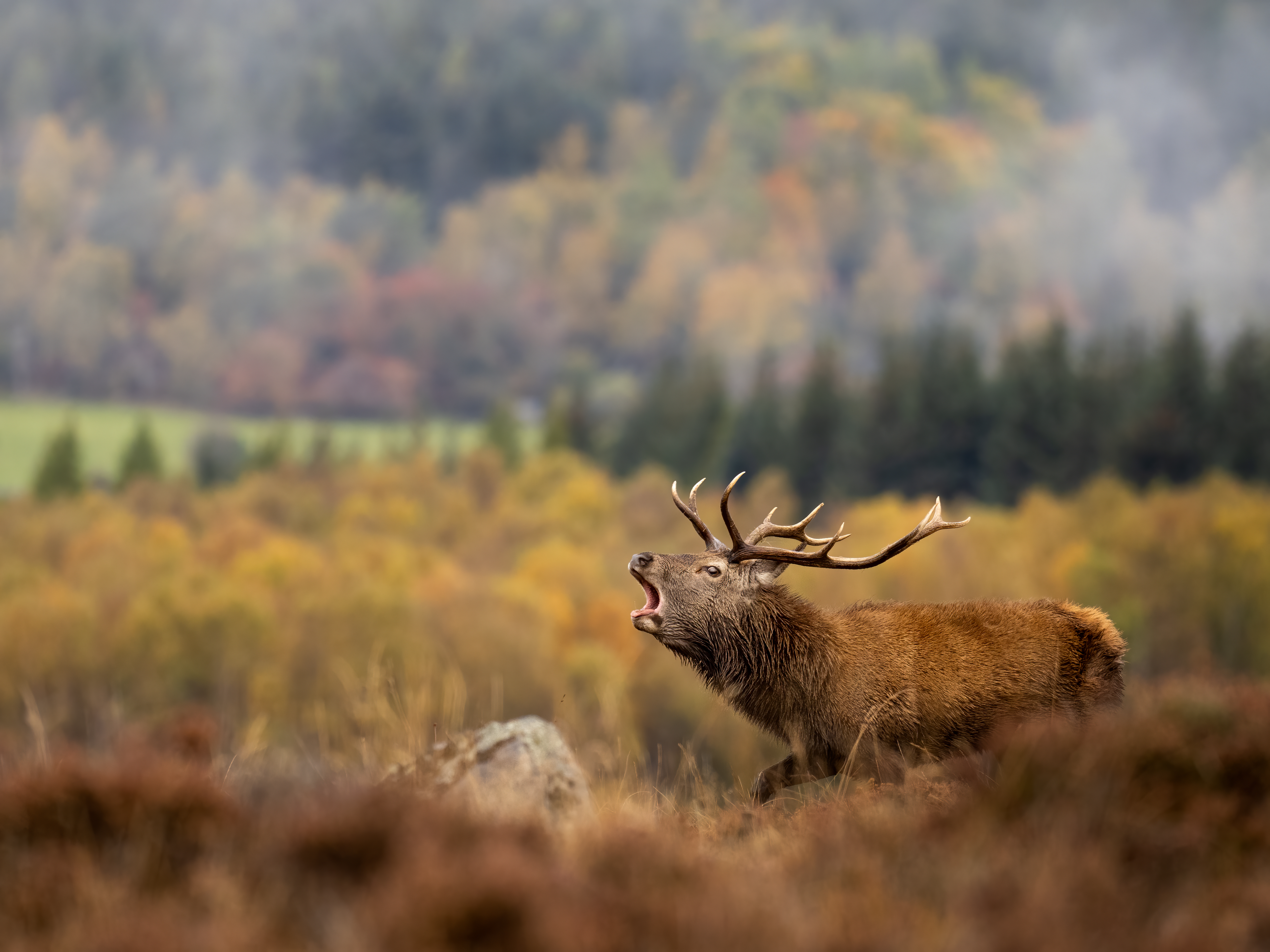 Photograph of a red deer roaring in autumn in the Scottish Highlands, captured by wildlife photographer Espen Helland, who will be speaking at The Photography &amp;amp; Video Show 2026