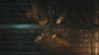 Teefs, Rocket, Floor, and Lylla looking up from the bottom of their cage in Guardians of the Galaxy Vol. 3.