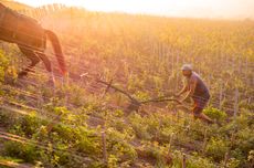vineyard-with-worker.jpg