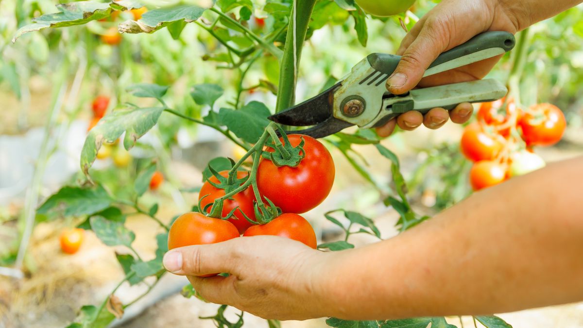 How to Prune Tomatoes for Healthier Plants & Bigger Harvests – What Experts Want You to Know Before You Pick Up the Pruners
