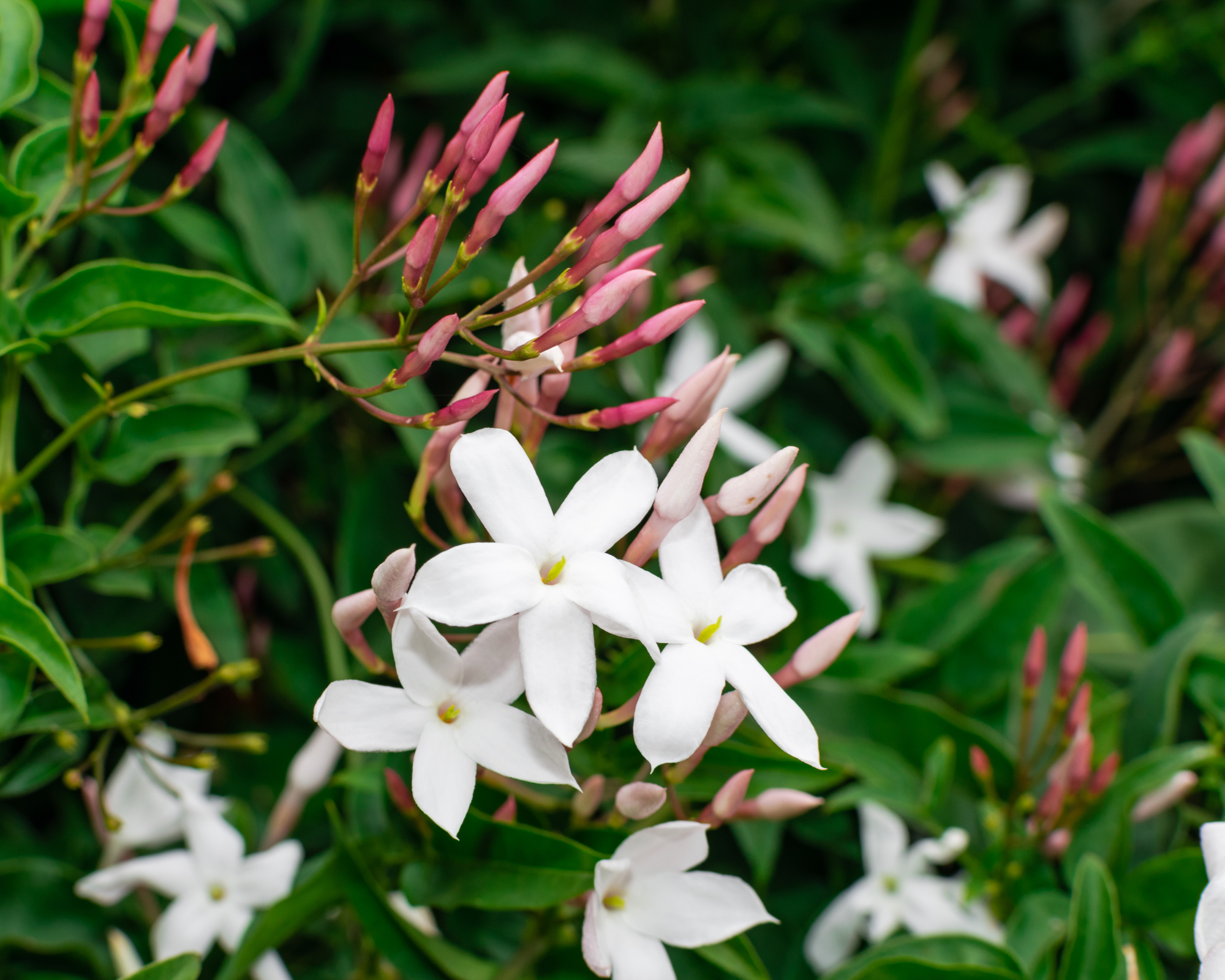 Jasmine flower (Jasminum officinale), blooming with green leaves background