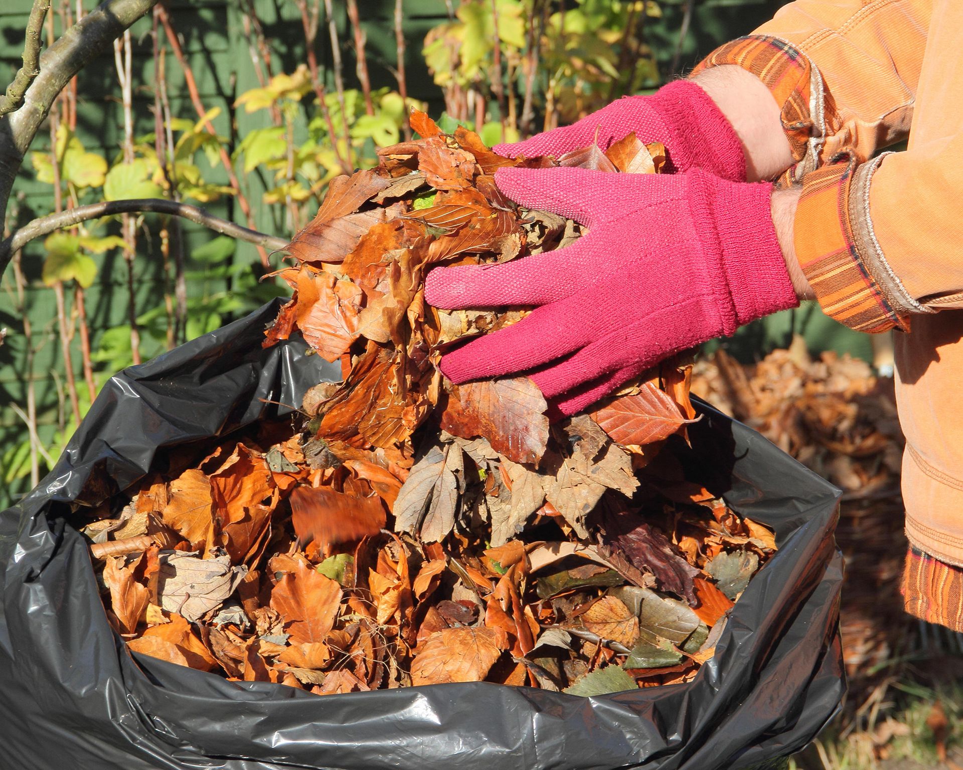 Gardener bags up fall leaves to make leaf mold