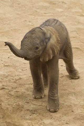 babyelephant-110927-02