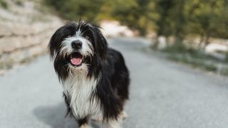 Tibetan Terrier is black and white