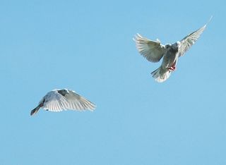 Two homing pigeons setting off together on the journey back to the loft.