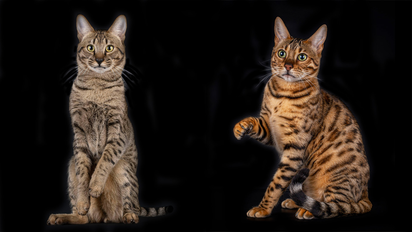 Savannah vs Bengal cats on black background
