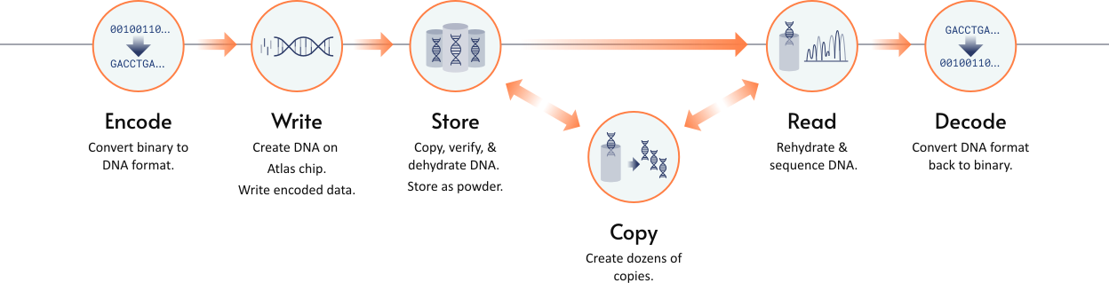 Diagram showing the DNA data storage process.