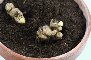 germinated ginger root