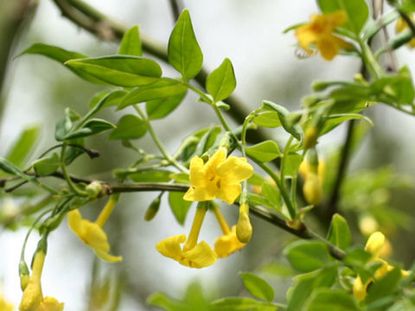Yellow Flowered Italian Jasmine Shrubs