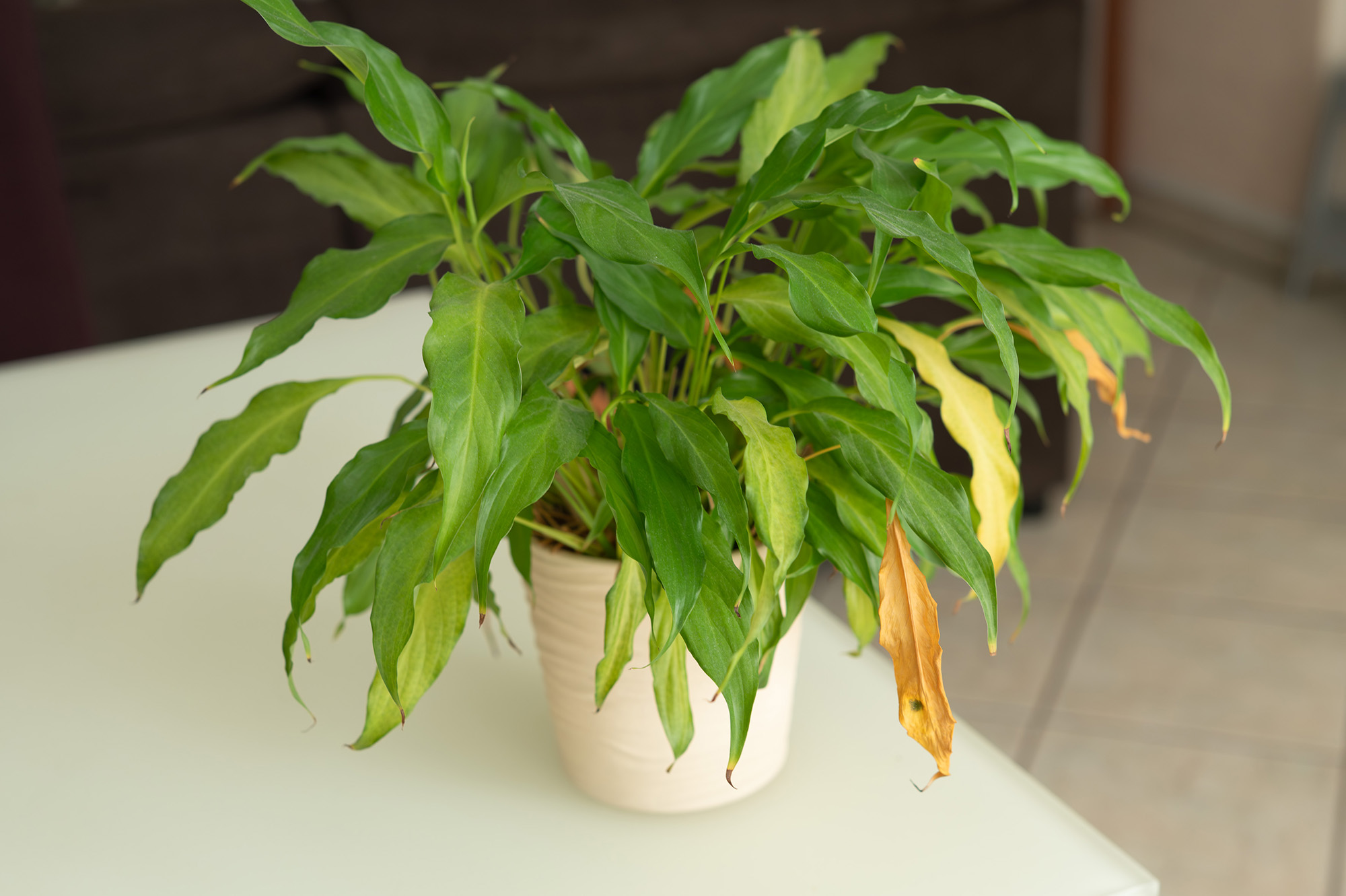 Peace lily with yellowing leaves
