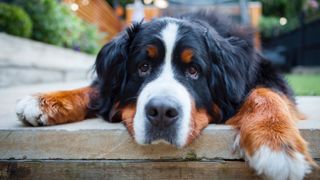 Bernese Mountain dog