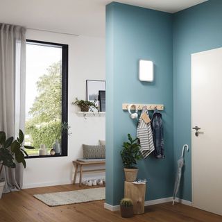 room with blue walls wooden flooring and potted plants