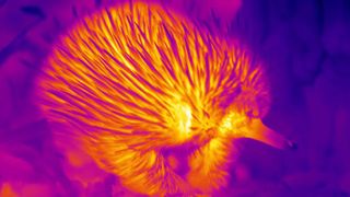 How do prickly echidnas stay cool in the Australian heat? Probably by blowing snot bubbles, as this heat map shows.