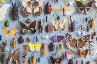 A photo of an insect display with many exotic butterflies and beetles