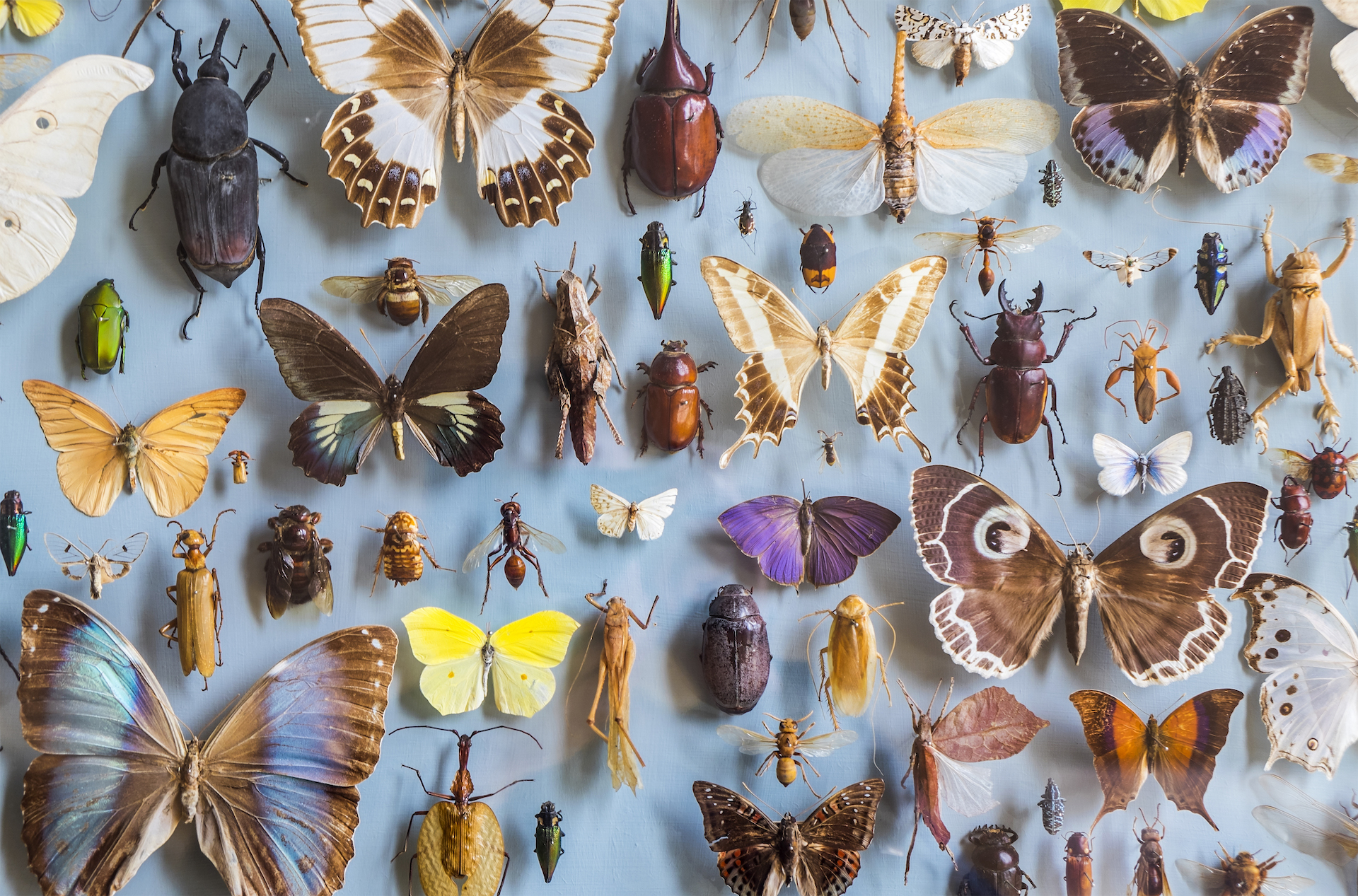 A photo of an insect exhibit with many exotic butterflies and beetles