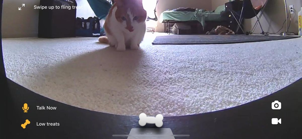 Petcube Bites 2 Lifestyle