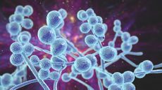 An artist's interpretation of what the fungus Candida auris might look like.