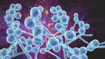 An artist's interpretation of what the fungus Candida auris might look like.