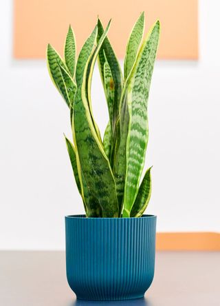 Snake plant