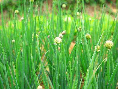 Flowering Shallot Plants