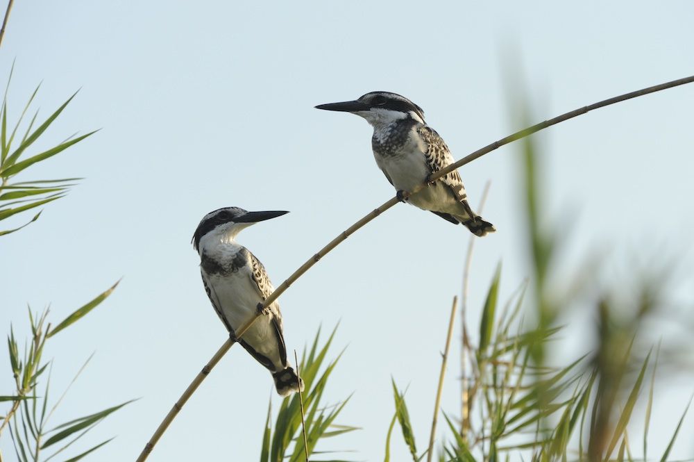 Two kingfishers on a branch.