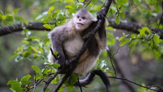 Snub-nosed monkey