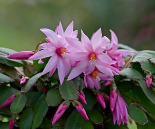 bright pink Cacti Schlumbergera