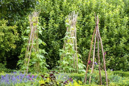 runner beans growing up a wigwam of canes in a pretty vegetable garden