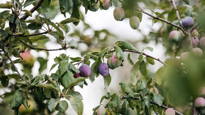 Greengages, plums and damsons: purple plums on tree