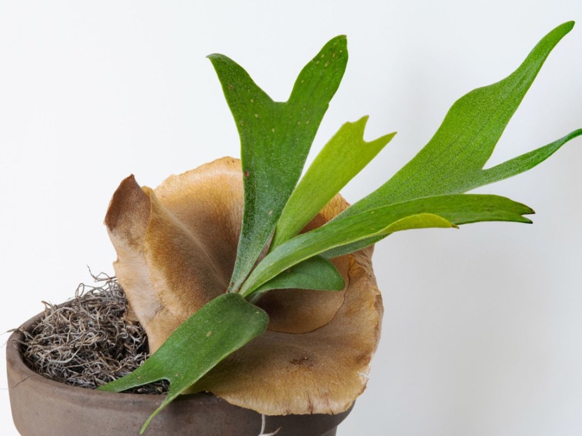 Staghorn Fern Spore Platycerium Ridleyi 3000 - 4000 Spore 1 + FREE CERTIFICATE E