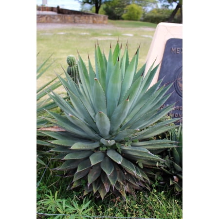 2 Agave "blue Glow" in a 3.5" Pot