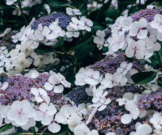 Lace-cap hydrangeas in bloom with white flowers