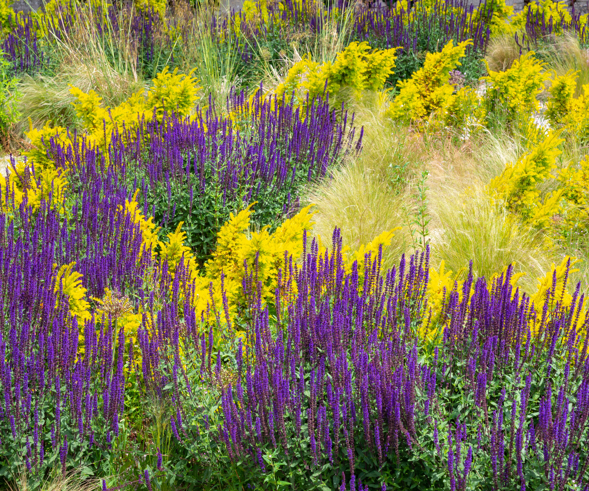 purple flowers and yellow flowers in garden display