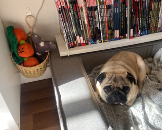 An adorable pug on a sofa surrounded by books and a hanging wall storage basket full of dog toys