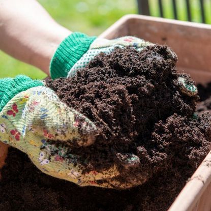 Gloved hands holding potting soil
