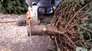 chainsaw deals | Christmas tree trunk cut by chainsaw