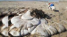 A bizarre lump of white flesh on Mariazon Beach in Cornwall, England, on Oct. 27. Experts think that it is likely to be a whale's stomach.