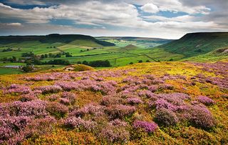 Heather on Fryup Dale in the North York Moors National Park.