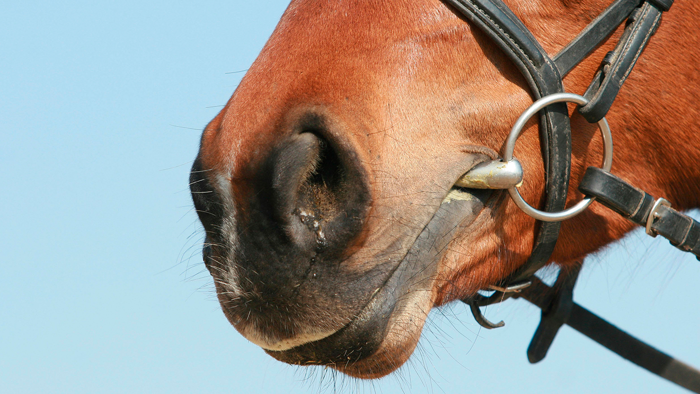 how to measure a horse bit