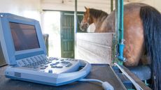 TWEMLOWS_STUD_MARE_EXAMINATION-9_51019821_157379641.jpg
