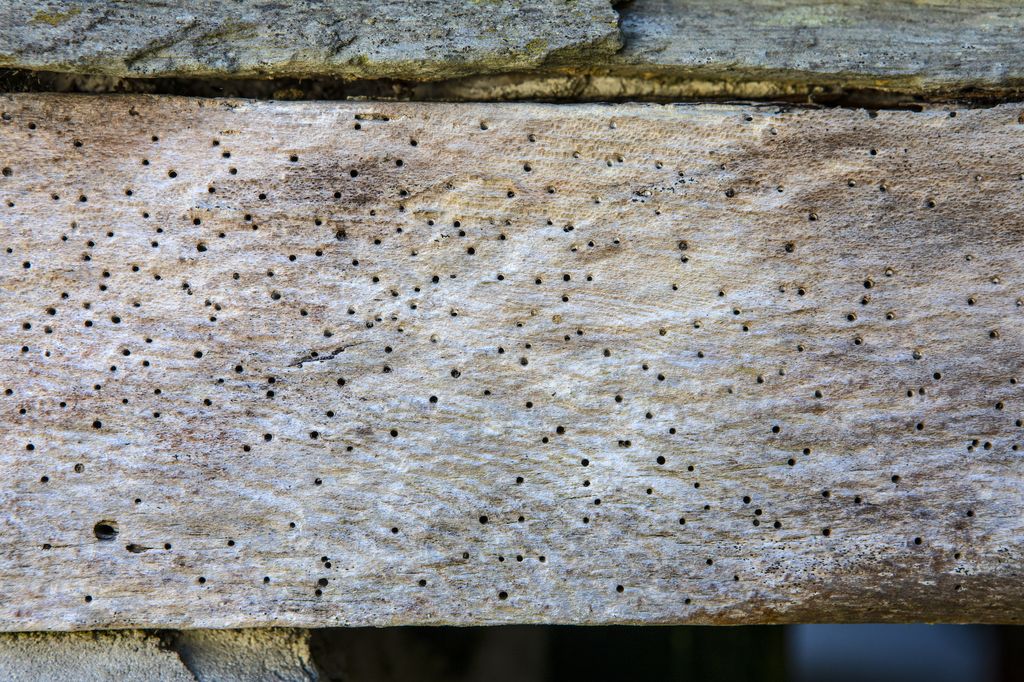 How To Treat Woodworm And Get Rid Of It For Good | Homebuilding