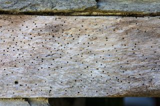 signs of woodworm on timber