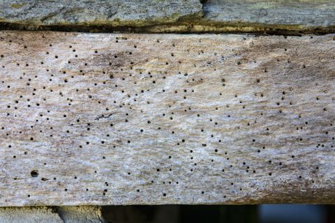 How to treat woodworm and get rid of it for good | Homebuilding