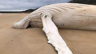 The dead humpback whale with white skin on a beach near Mallacoota in Australia.